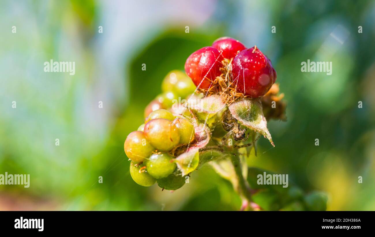Un macro shot di una bacca di fragola di maturazione che è sorvegliata da un ragno di giardino. Foto Stock
