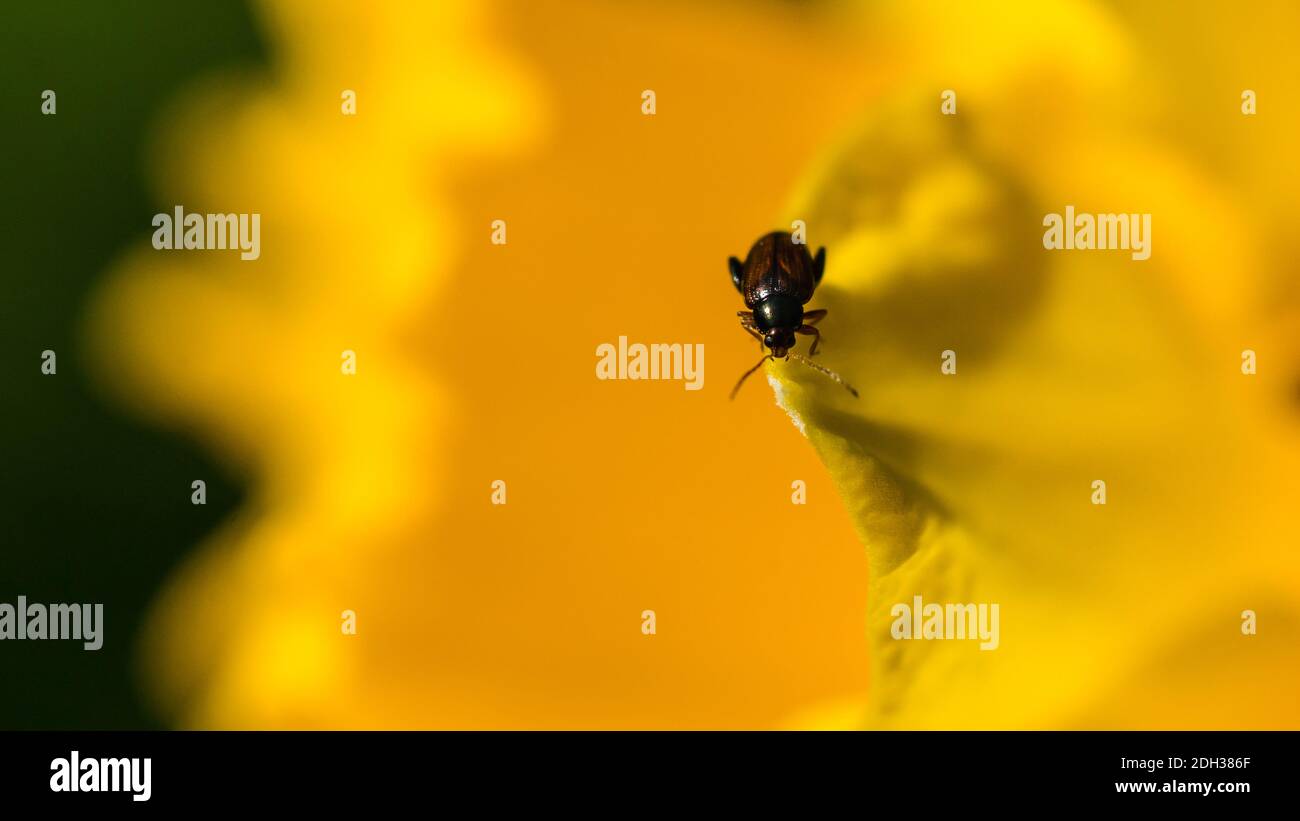 Un macro shot di un coleottero che ispeziona i petali gialli di un daffodil. Foto Stock