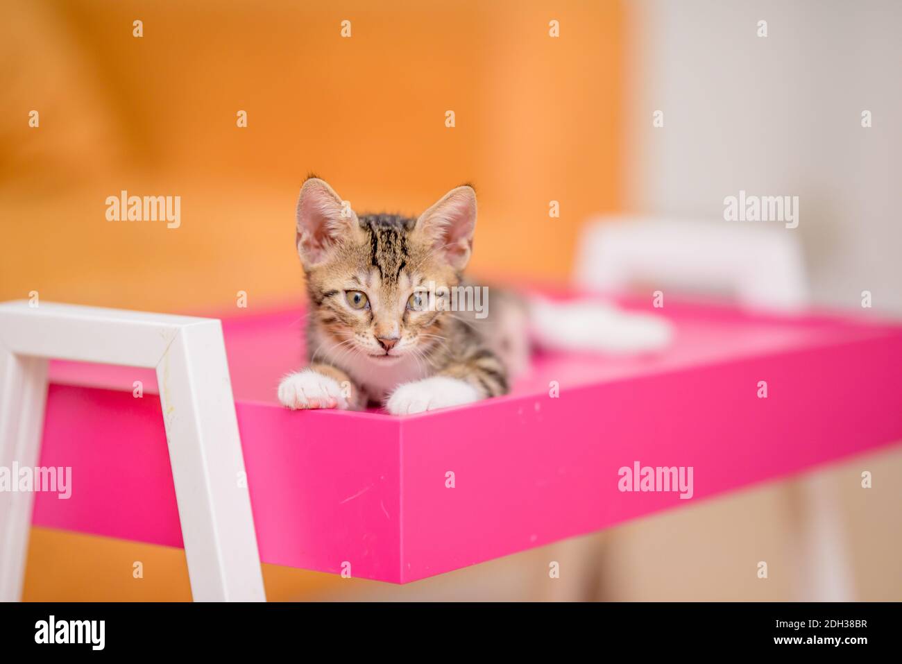 Gattino tabby che guarda lo sfondo sfocato della fotocamera Foto Stock