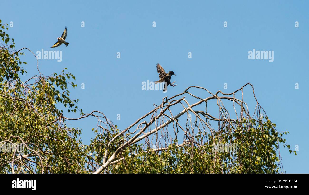 Un colpo di una pinca d'oro in partenza da e un atterraggio di stelle sul ramo di un albero. Foto Stock