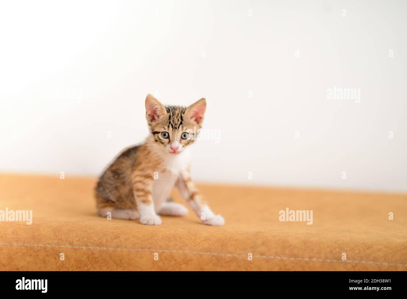 Un mese di bambino gattino cercando curioso Foto Stock