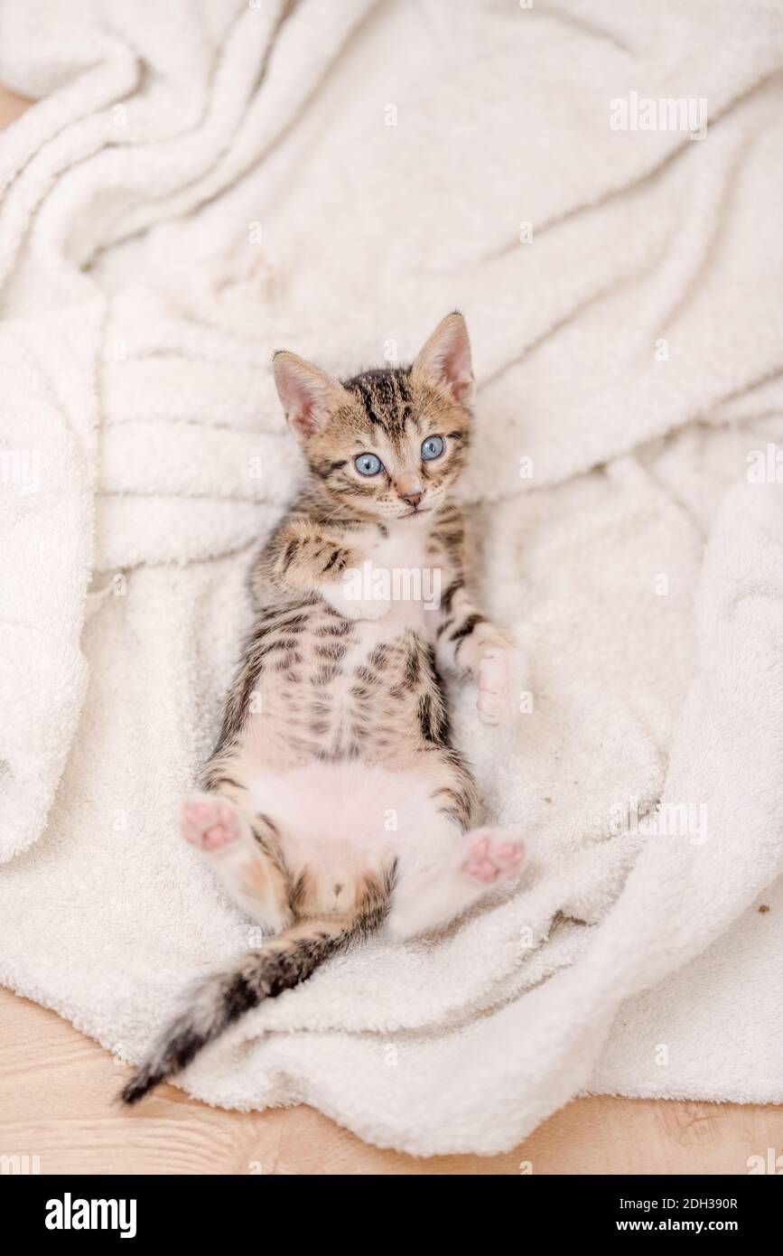 Un colpo verticale di un gatto carino con gli occhi blu che giacciono sull'asciugamano bianco Foto Stock