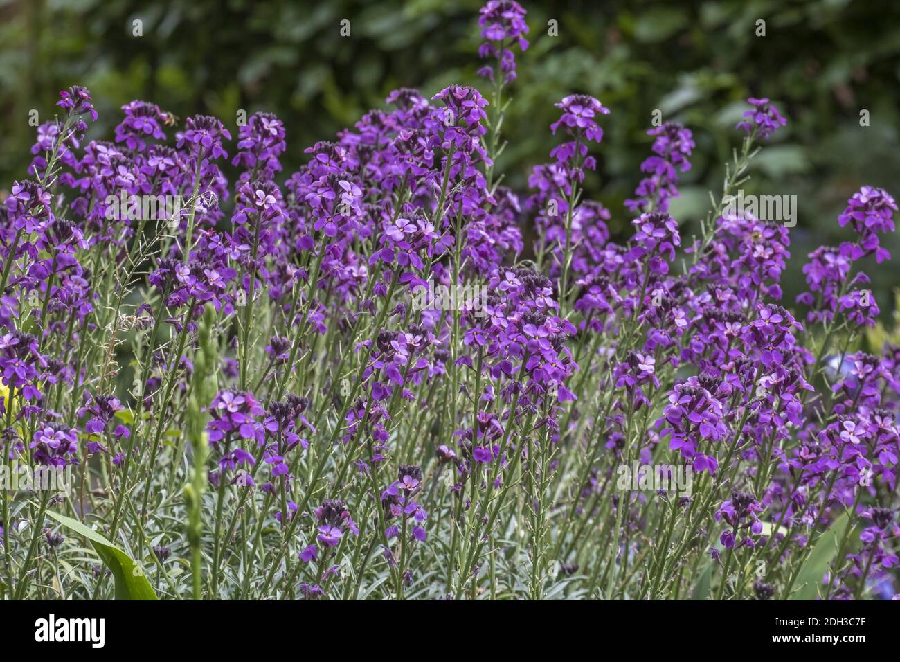 Goldblack 'Bowles Mauve Foto Stock