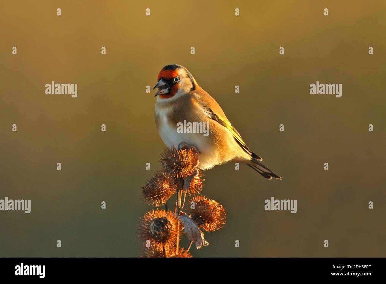 Goldfinch (Carduelis carduelis) ha arroccato la testa di Teasel - in Essex, Regno Unito nel mese di ottobre Foto Stock