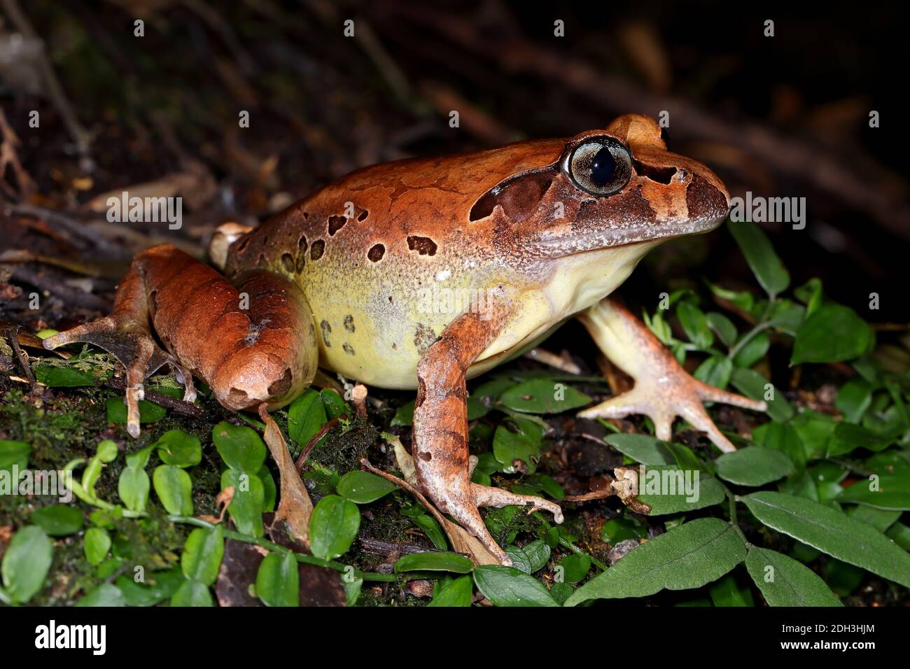 Fleay's Barred Frog riposante sul pavimento della foresta pluviale Foto Stock