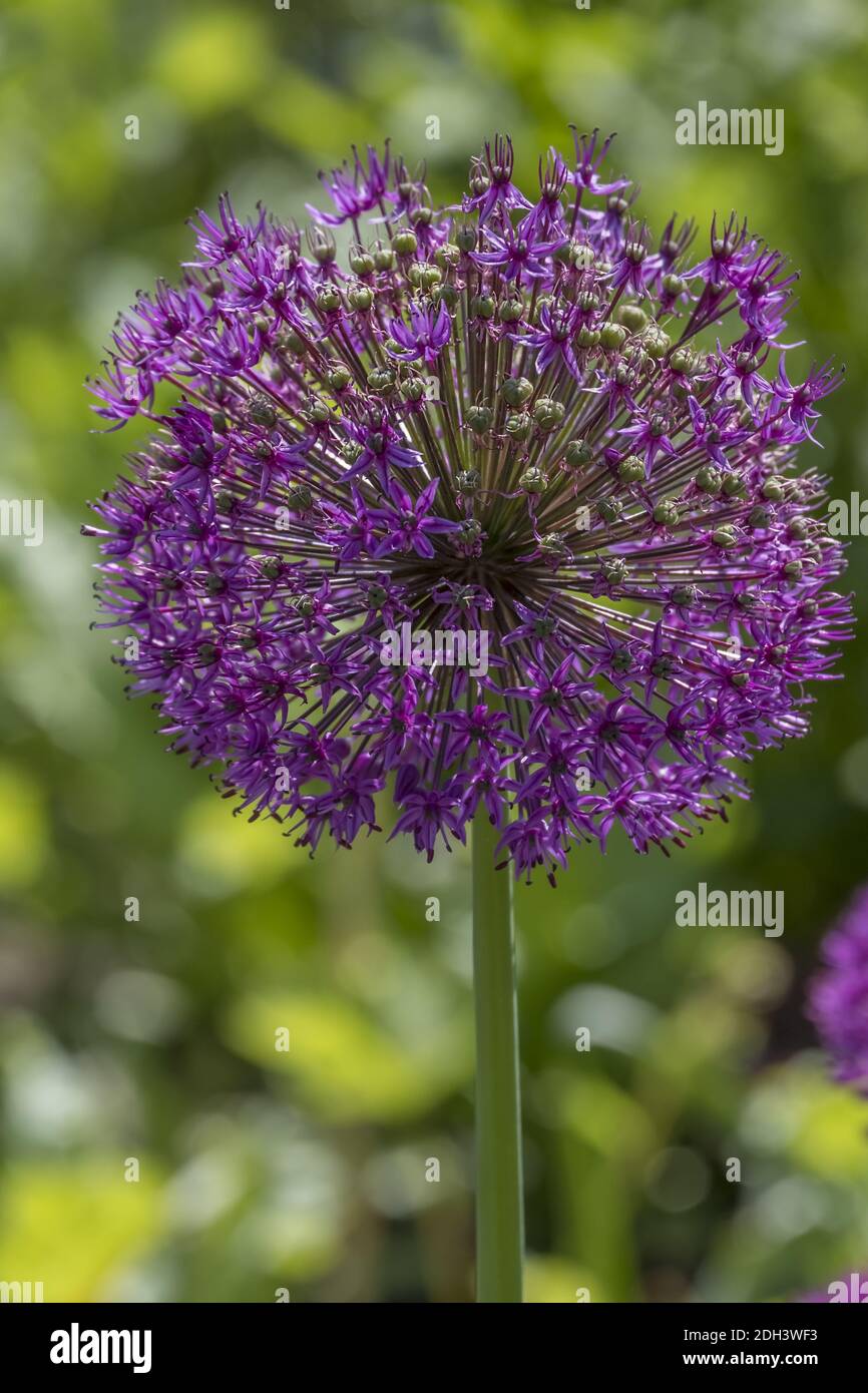 Aglio ornamentale (Allium sp.) Foto Stock