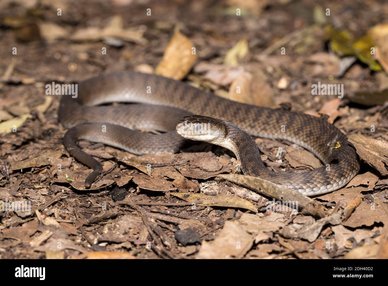 Serpente a scala ruvida con occhi opachi prima della pelle impastante Foto Stock