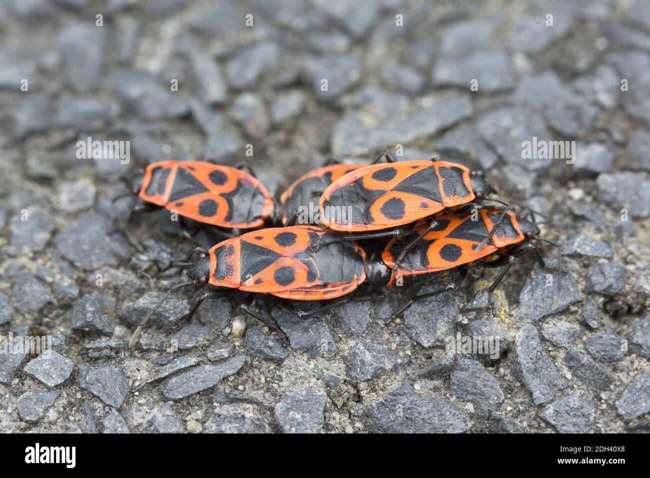 Bug di fuoco, firebug, Pirrhocoridae, Foto Stock