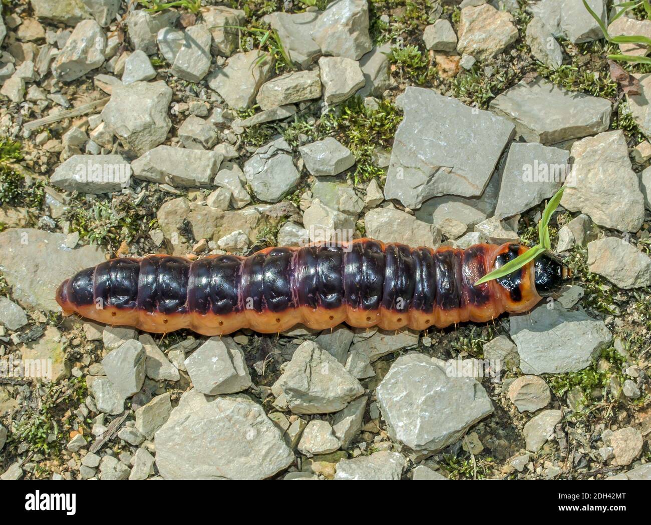 Bruco della falena europea "Cossus cossus" Foto Stock