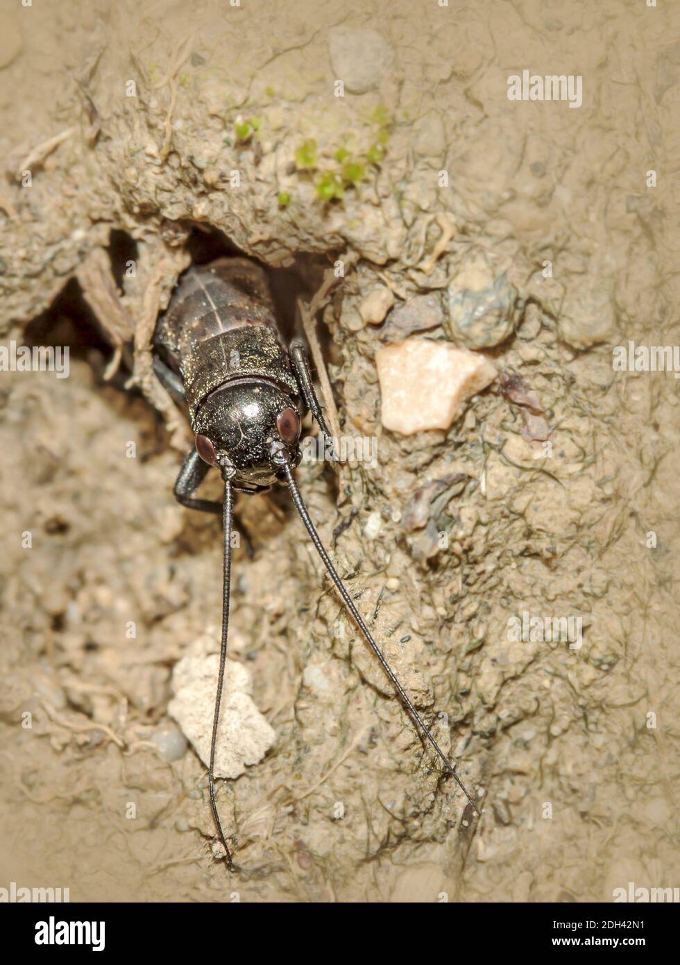 Campo europeo di cricket 'Gryllus campestris', ninfa Foto Stock
