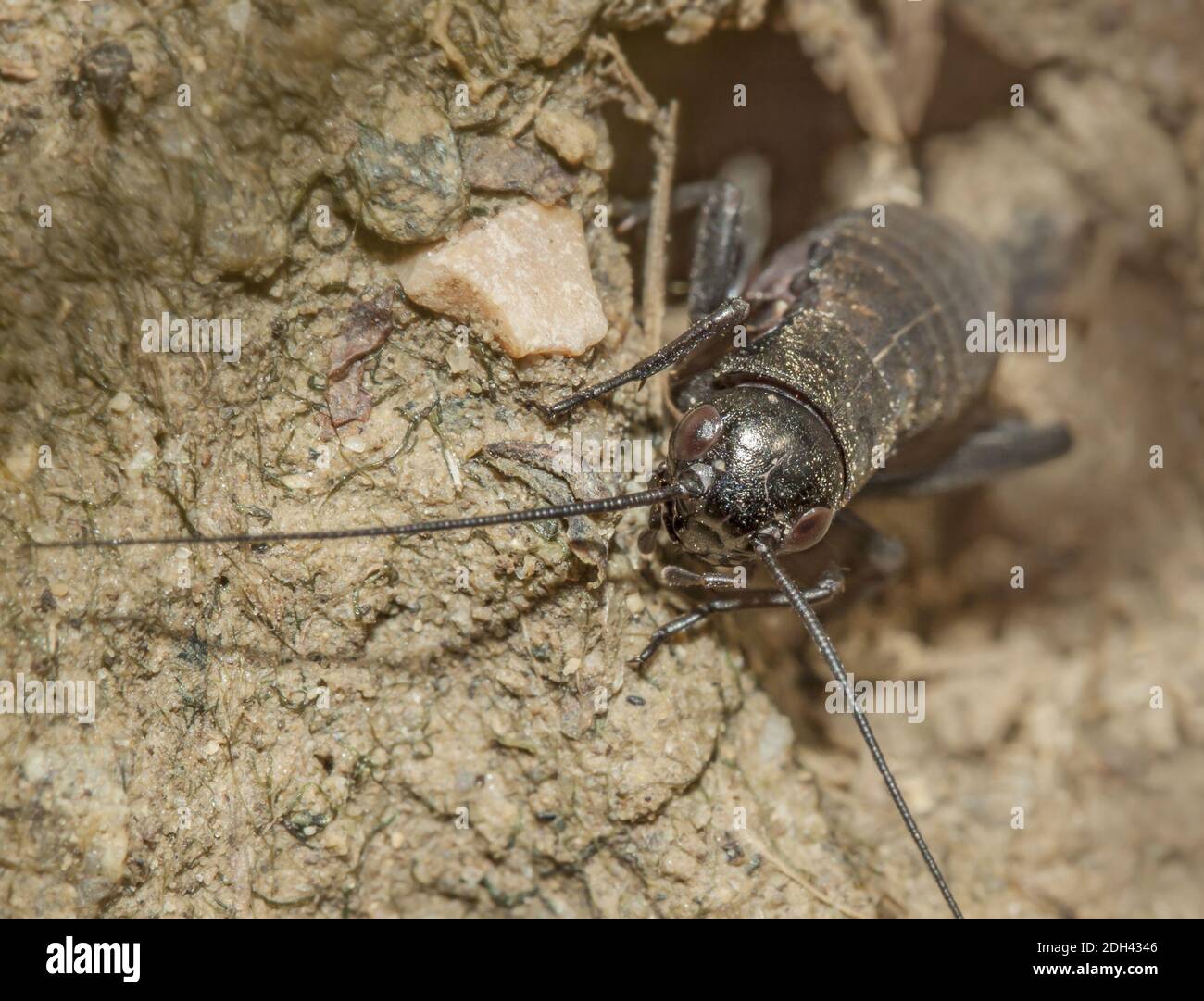 Campo europeo di cricket 'Gryllus campestris', ninfa Foto Stock