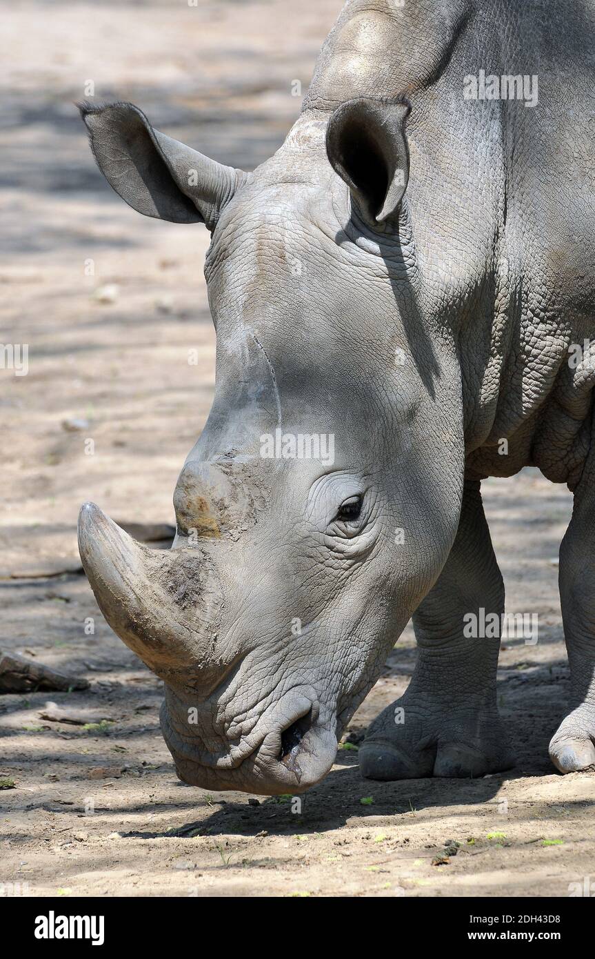 Rinoceronti bianchi o rinoceronti quadrati, Breitmaulnashorn, Weißes Nashorn, Ceratotherium simum, szélesszájú orrszarvú Foto Stock