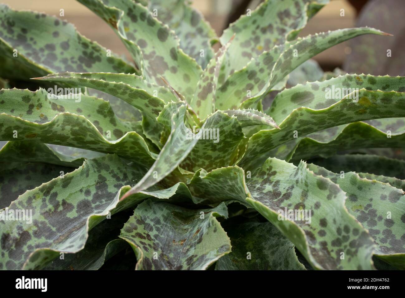 Dreadlock Agave, Foto Stock