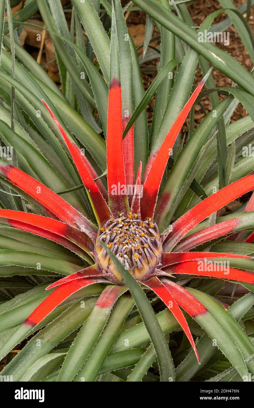 Fascicularia Bicolor, ritratto naturale delle piante in fiore Foto Stock