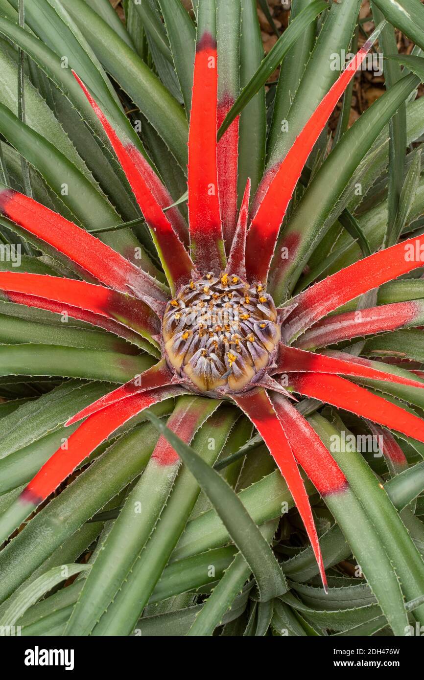 Fascicularia Bicolor, ritratto naturale delle piante in fiore Foto Stock