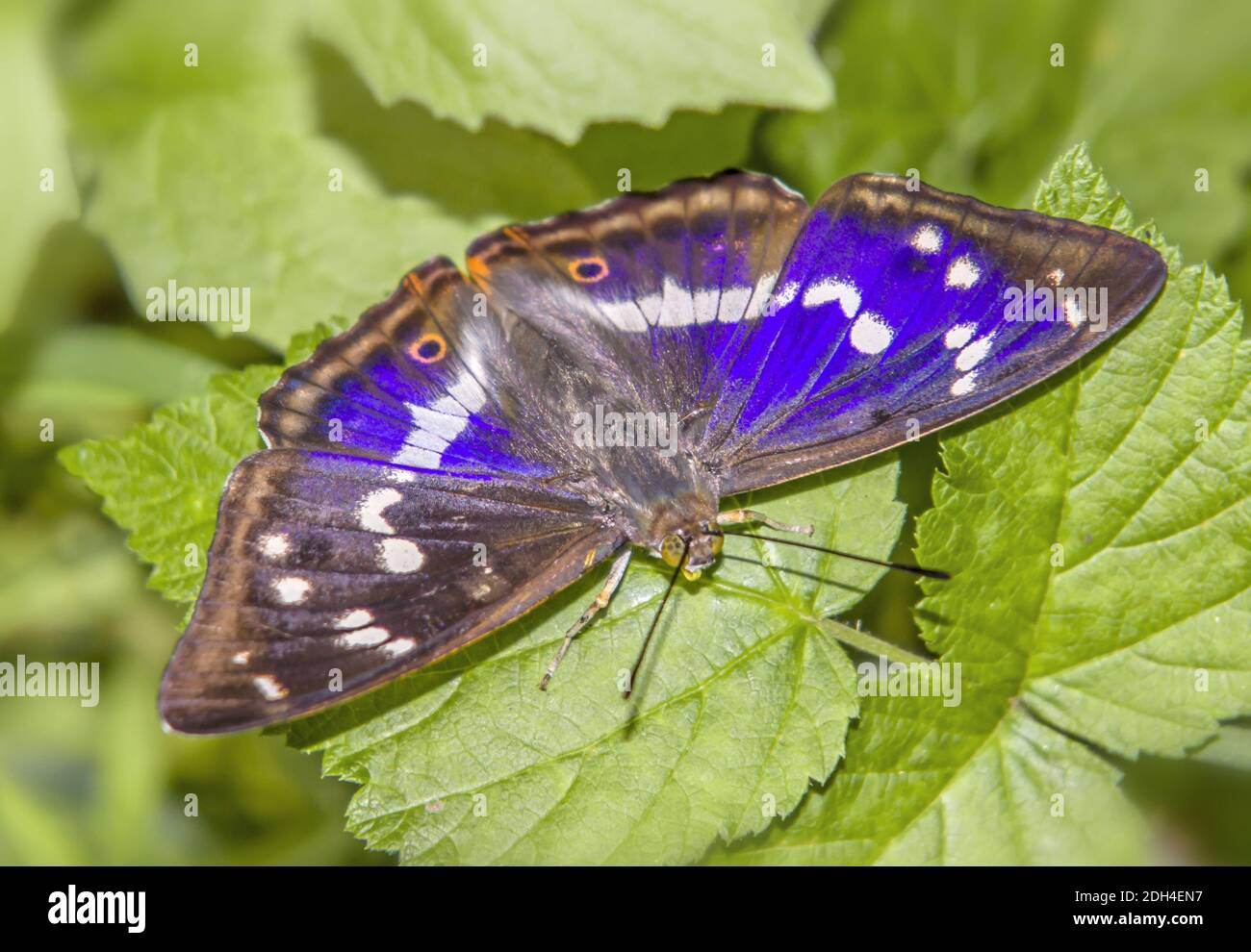 Purple emsuperior 'Apatura iris' Foto Stock