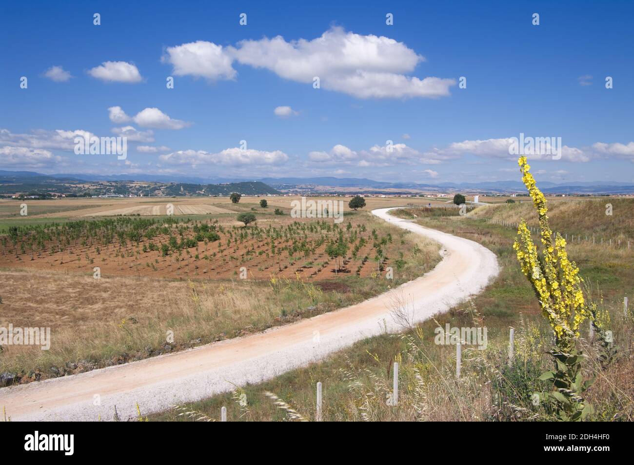 strada bianca sterrata che si snoda attraverso la campagna soleggiata in estate Nella Grecia centro-settentrionale sotto un bel cielo blu nuvoloso Foto Stock