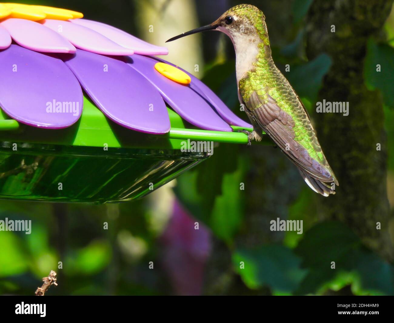 Hummingbird con la gola del rubino prepararsi a bere Nectar dal fiore viola Shaped Hummingbird Feeder come il suo iridescente verde Feathers brillare in La somma Foto Stock