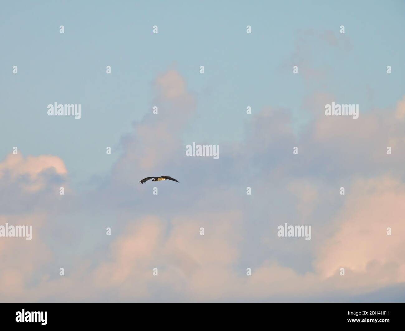Un uccello di Prey di Osprey con Span completo di ala vola Attraverso l'aria al mattino con il sole che rimbalza Grandi nuvole in background per una bella S Foto Stock Un uccello di Prey di Osprey con Span completo di ala vola Attraverso l'aria al mattino con il sole che rimbalza Grandi nuvole in background per una bella S Foto Stock