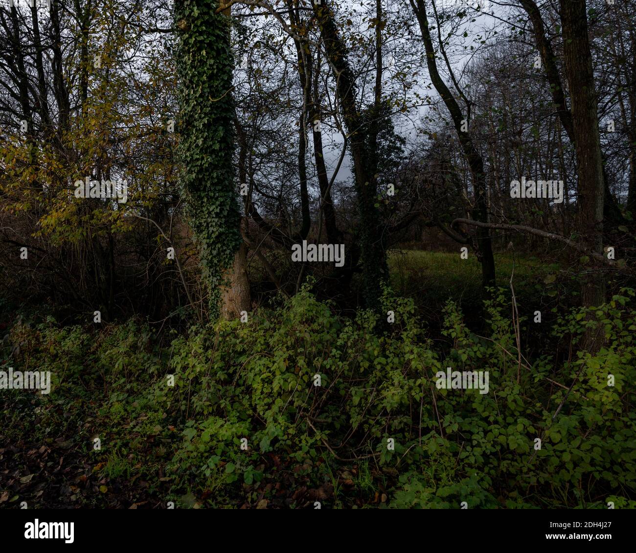 Vista attraverso gli alberi e la siedgerow in inverno con il cielo sovrastato Foto Stock