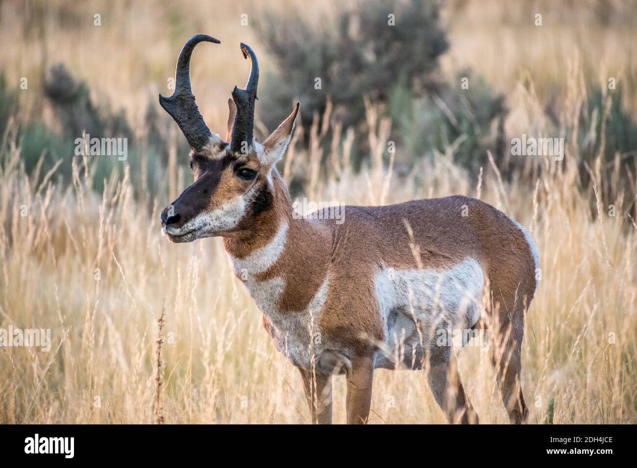 Pronghorn nel campo dell'Antelope Island State Park, Utah Foto Stock