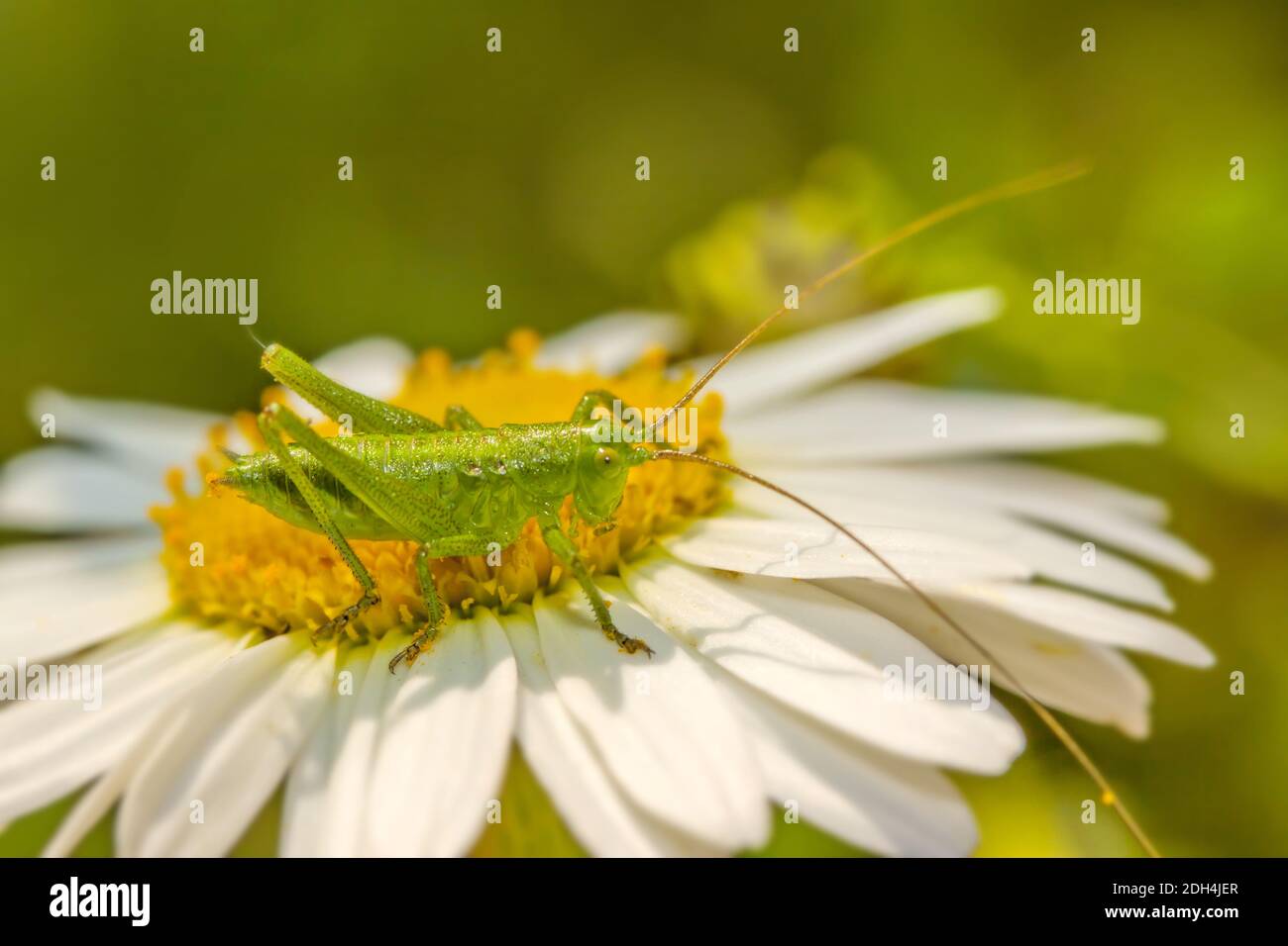 Grande bush verde cricket 'Tettigonia viridissima' ninfa Foto Stock