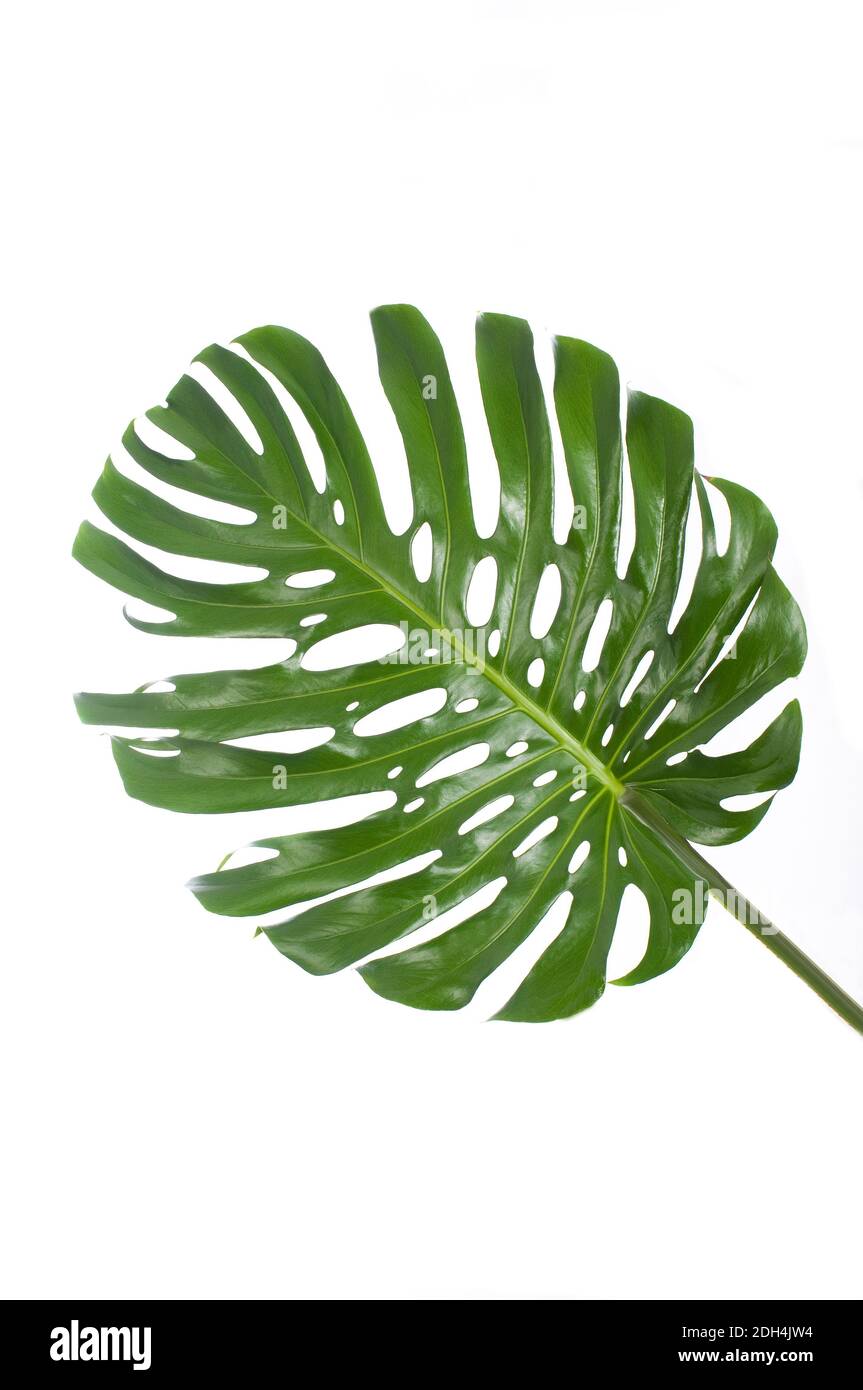 foglia di una grande monstera su sfondo bianco Foto Stock