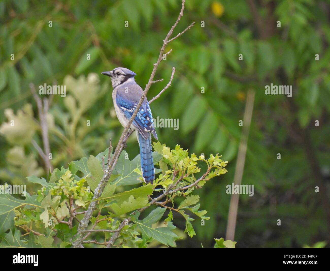 Profilo Closeup di BlueJay Bird in cima alla quercia albero Diramazione che guarda di lato con il piumaggio blu completo visualizzato Foto Stock