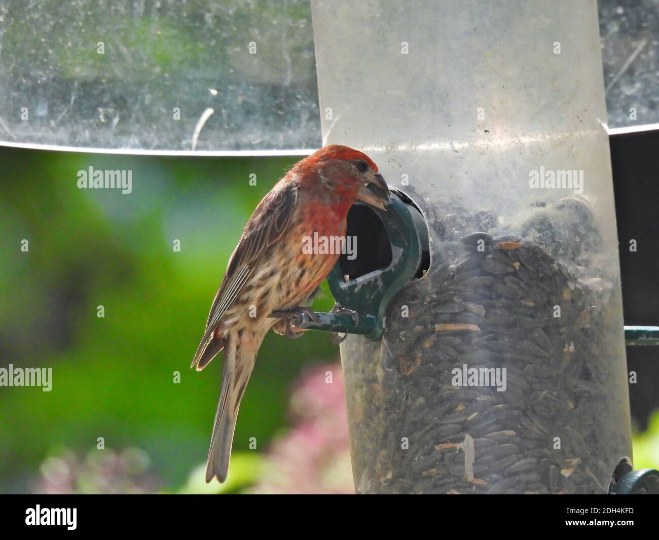 Finch su alimentatore di semi di uccello: Maschio rosso casa finch mangia un seme di girasole da un alimentatore di semi di uccello con un baffler scoiattolo attaccato Foto Stock
