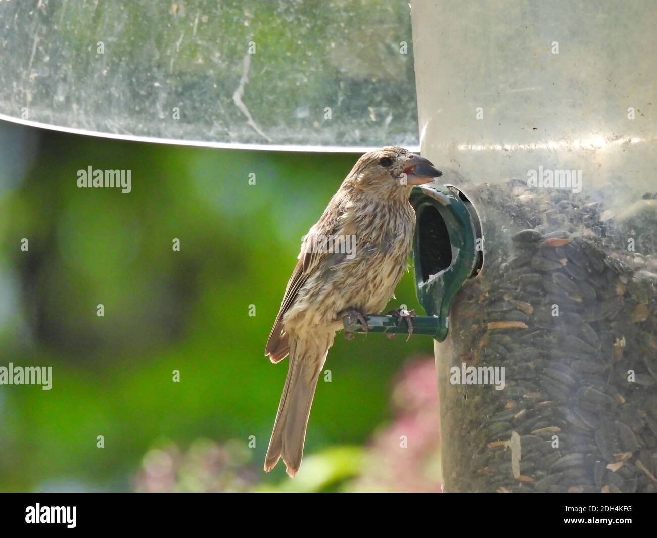Finch su alimentatore di semi di uccello: La femmina del finch della casa mangia un seme di girasole da un alimentatore di semi di uccello con un baffler di scoiattolo attaccato Foto Stock