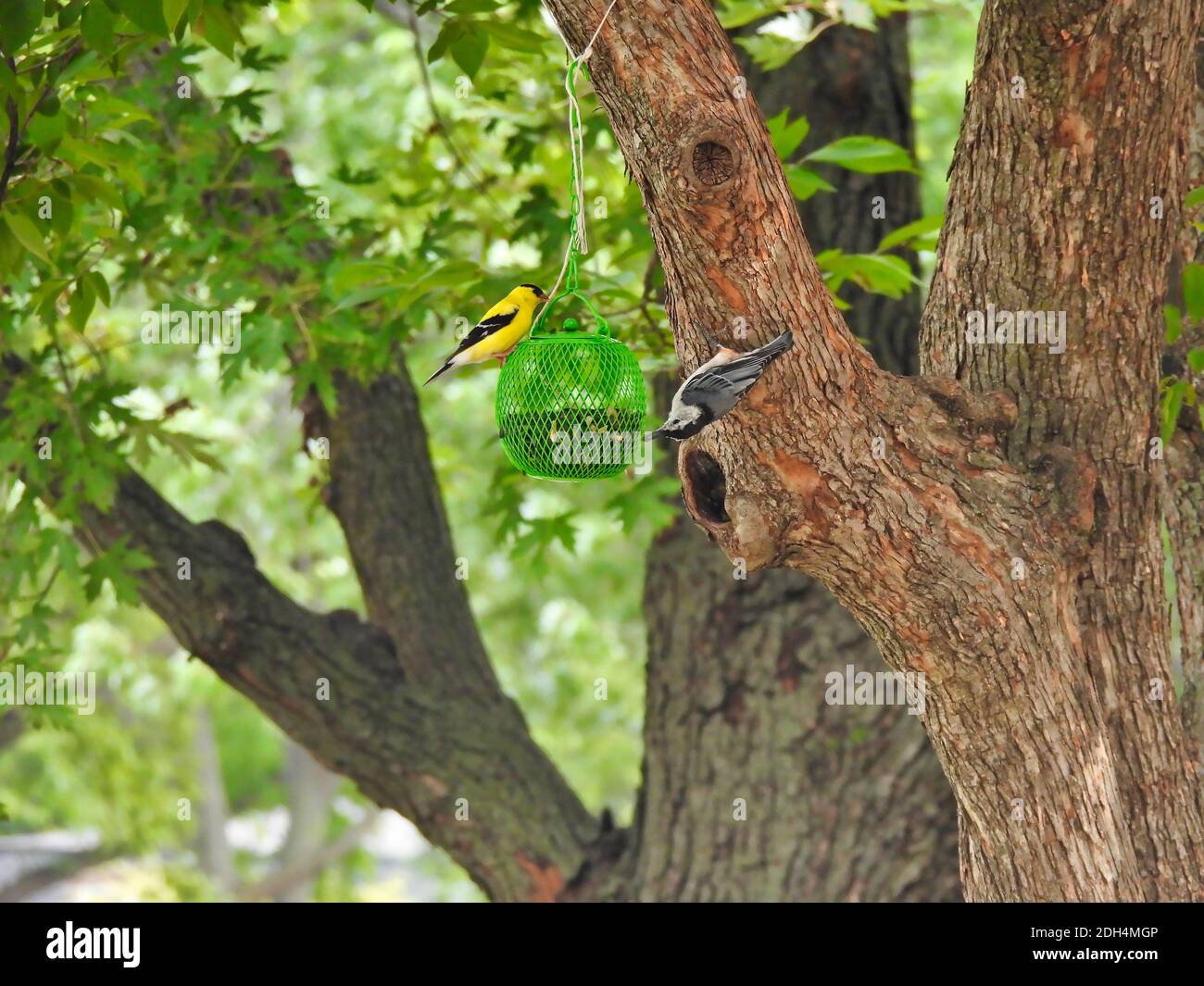 Un uccello americano di Goldfinch e uccello bianco di paglia di noce breasted Mangiare dallo stesso alimentatore di semi di uccello che aggancia un albero Filiale in un giorno estivo con Oak in corso Foto Stock