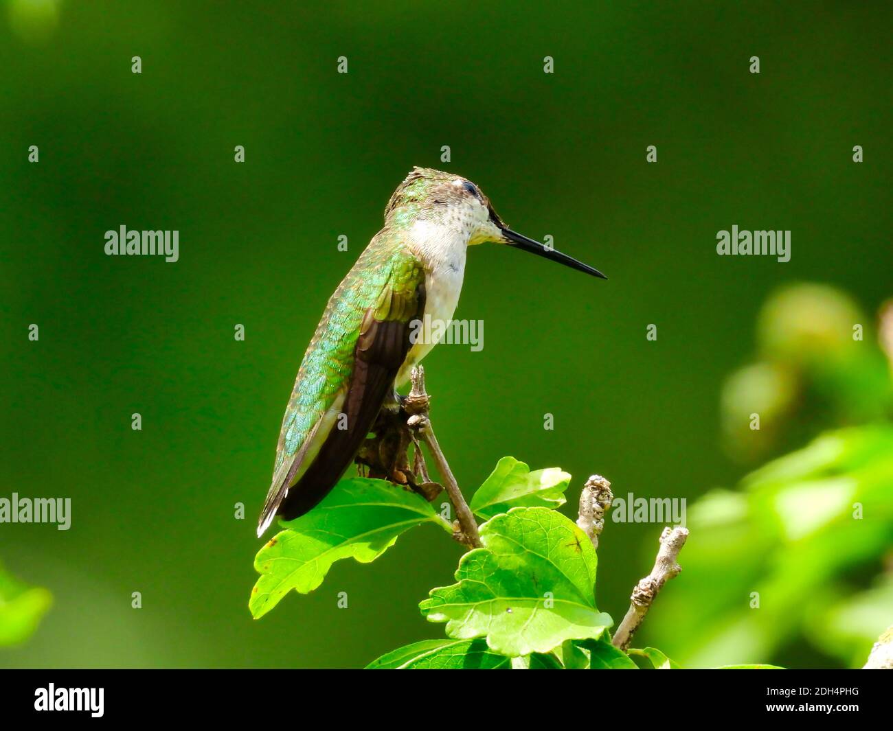 Colibrì con gola di rubino arroccato su un ramo di albero con testa inclinata Verso l'altro lato guardando verso l'alto con un occhio e stretto Becco skinny out - Serie A. Foto Stock