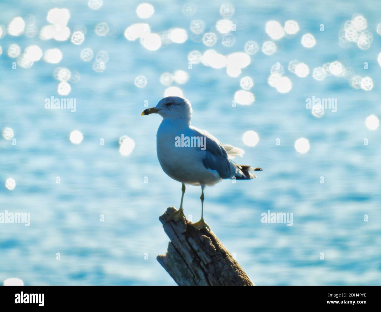 Gull Seagull Bird a fattura circolare arroccato su Branch con Lake glistening In background con i punti del sole dal giorno estivo luminoso di sole Foto Stock