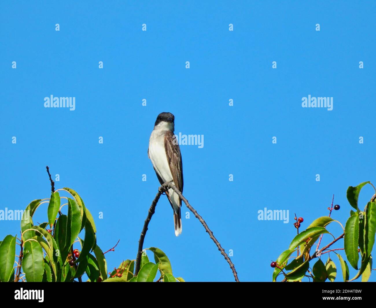 Eastern Kingbird Bird arroccato su High on Tree Branch Surround Da foglie verdi e cielo blu luminoso in background Foto Stock