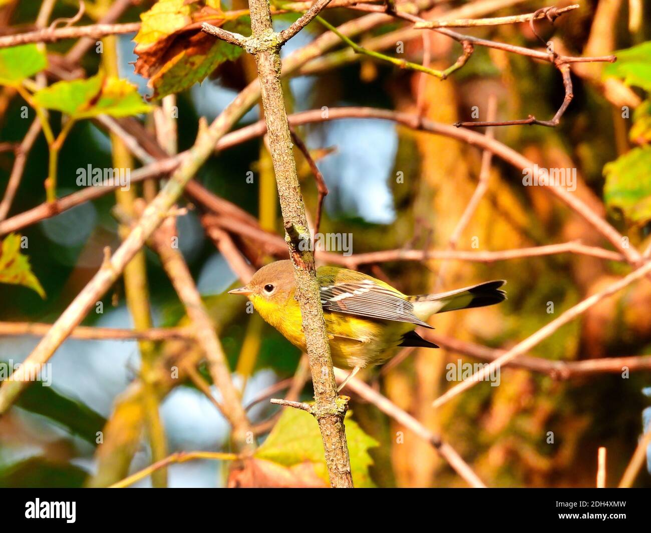 Uccello di warbler di pino appollaiato nei rami di spazzola nel alba mattutina in una calda giornata estiva la luce solare dell'alba evidenziando le sue piume gialle Foto Stock