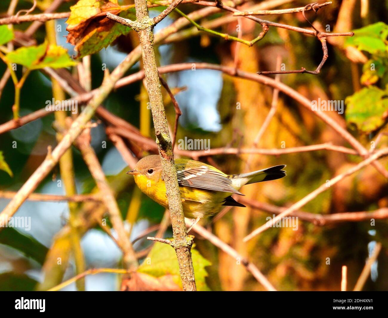 Uccello di warbler di pino appollaiato nei rami di spazzola nel alba mattutina in una calda giornata estiva la luce solare dell'alba evidenziando le sue piume gialle come l Foto Stock