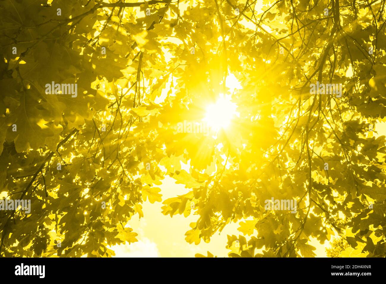 Vista delle corone d'albero dal basso verso l'alto, il sole splende attraverso il fogliame, tonato di colore giallo Foto Stock