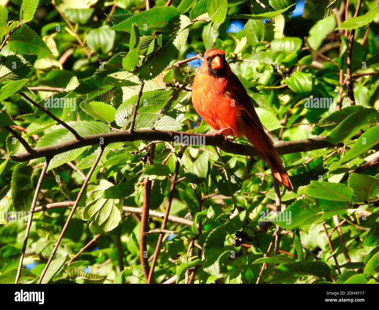 Red Northern Cardinal Bird arroccato al sole su un Tree Branch tra foglie verdi in un giorno d'estate Foto Stock