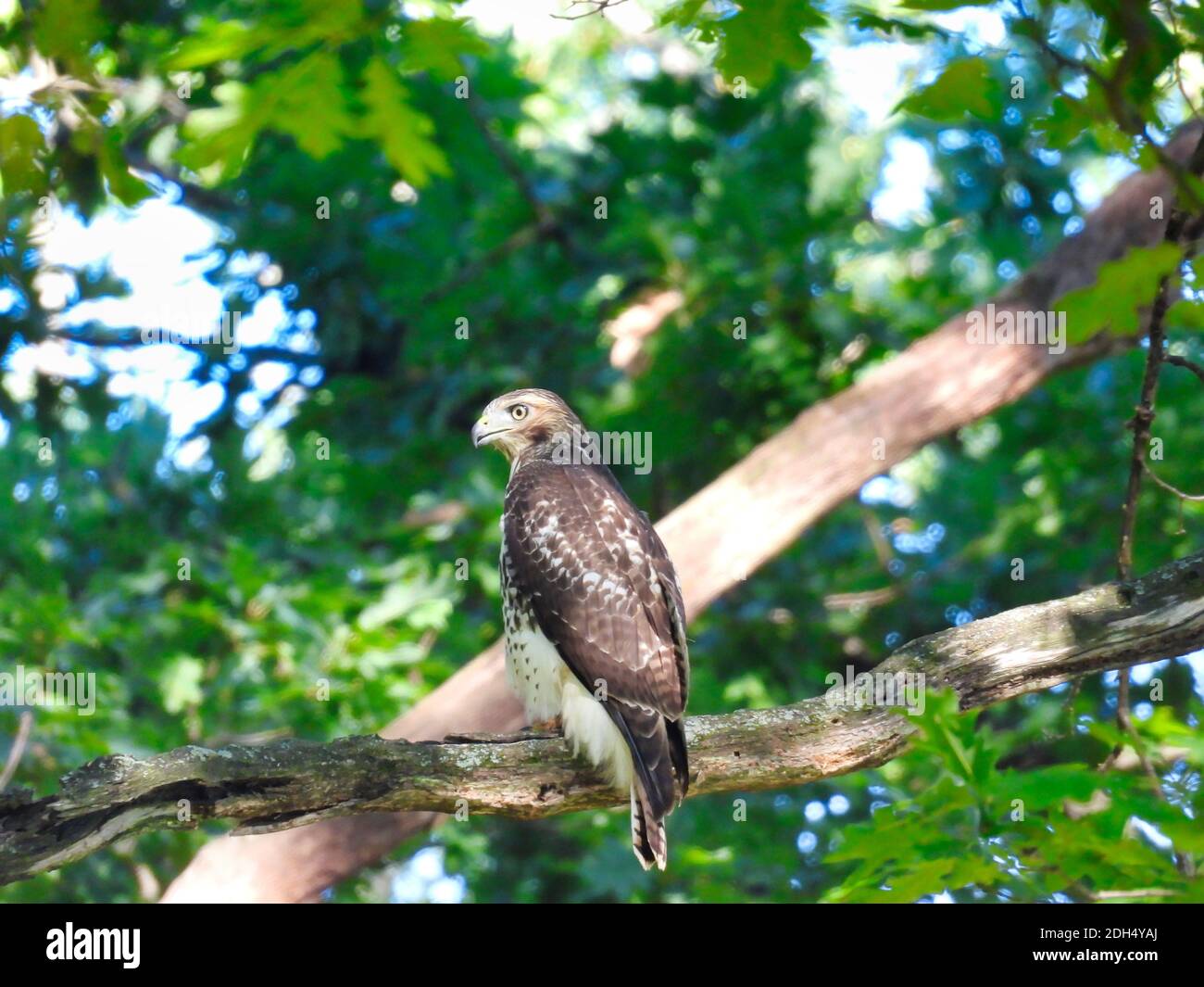 Hawk Bird fo Prey Raptor dalla coda rossa appollaiato su uno spesso Ramo di albero nel mezzo di una foresta boscosa con Il sole che arriva attraverso l'illuminazione del verde Foto Stock