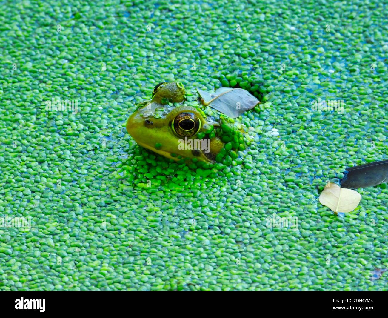 Rana nello stagno: Una rana si siede in acqua con la sua testa compresi gli occhi e le orecchie così come parte della sua schiena visibile, l'acqua coperta da un brigante Foto Stock