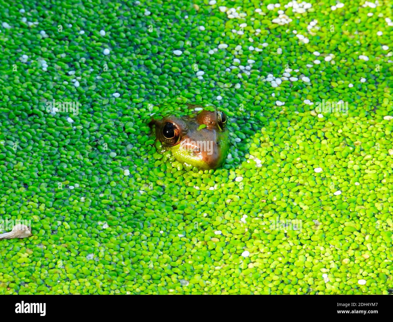 Rana nello stagno: Una rana sommersa in stagno con duckweed verde brillante che copre la superficie, solo la testa parziale della rana e gli occhi visibl Foto Stock