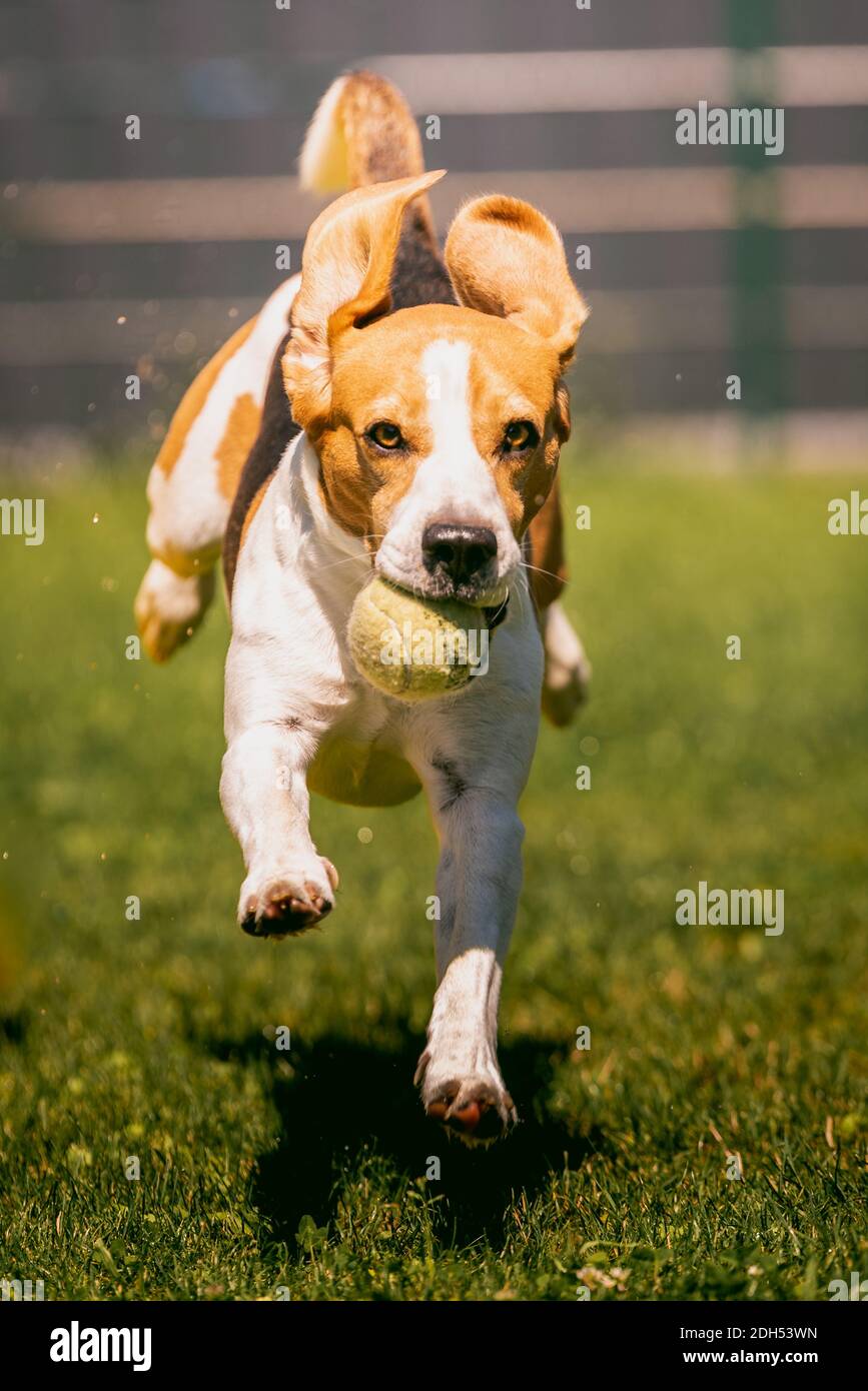 Beagle cane che corre sul prato veloce verso la macchina fotografica. Saltando e volando con la palla. Foto Stock