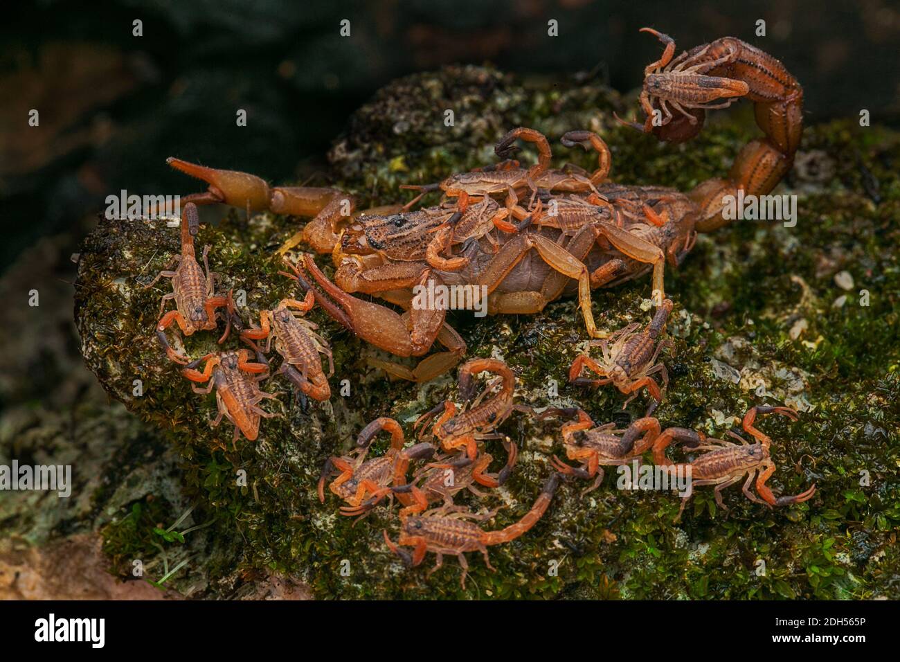 Una madre di scorpione (Hottentotta hottentotta) tiene i suoi bambini. Foto Stock