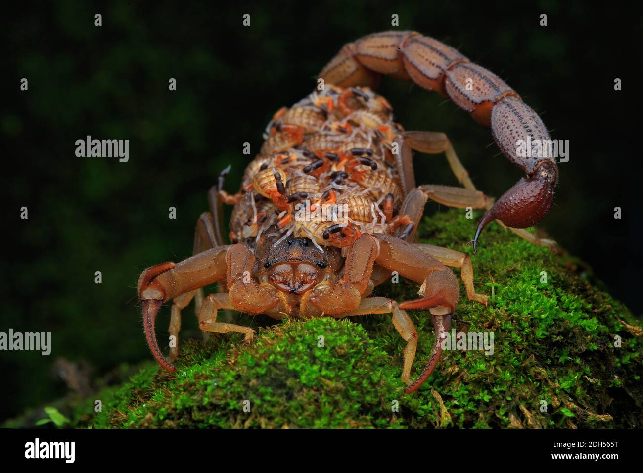 Una madre di scorpione (Hottentotta hottentotta) tiene i suoi bambini. Foto Stock