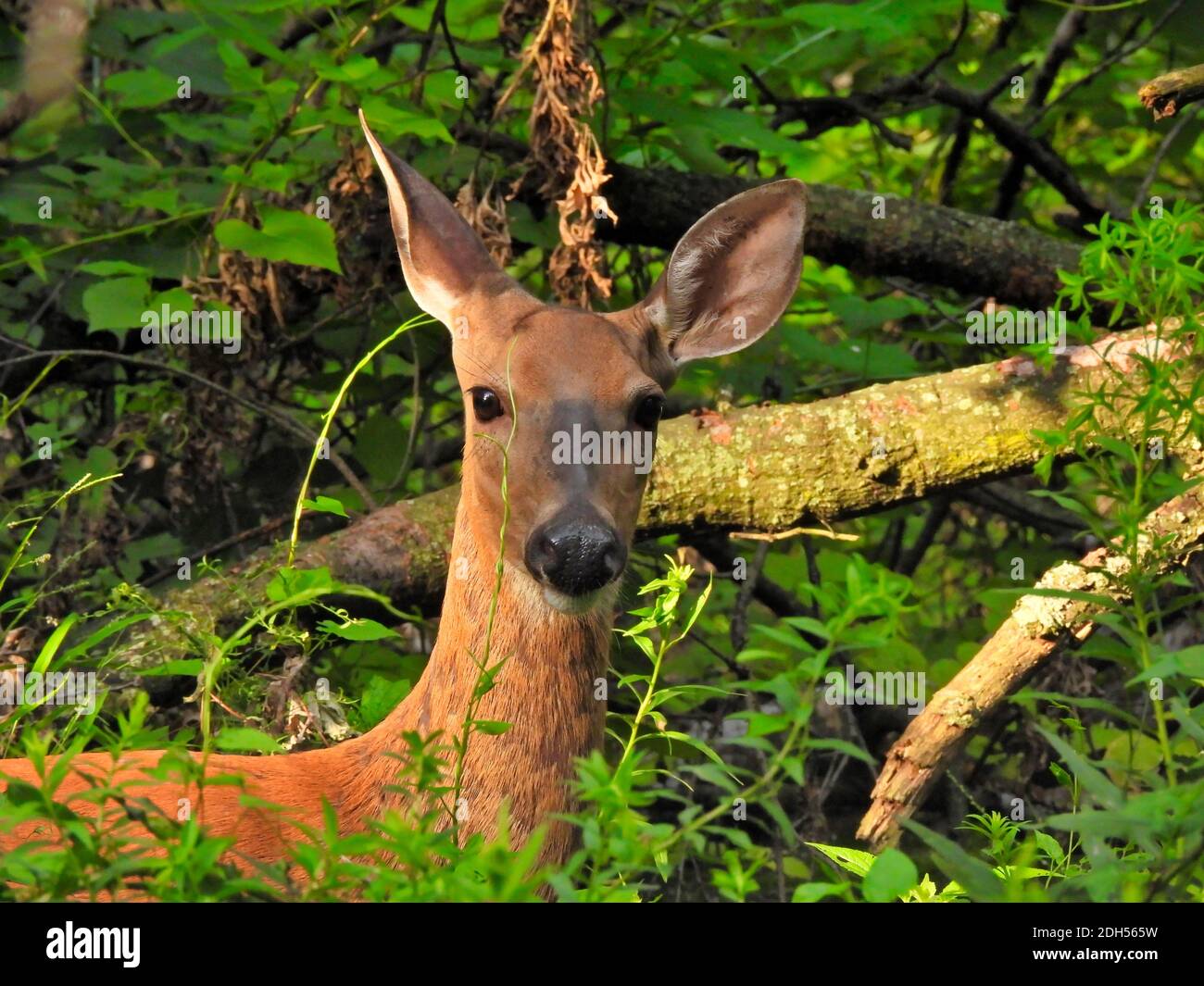 Femmina White coda Deer Doe si trova in piedi davanti a caduto Albero con orecchie su in foresta boscosa Foto Stock