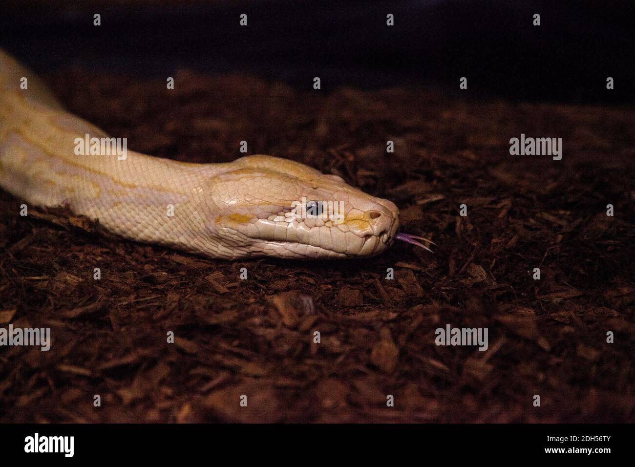 Albino Birmano serpente di pitone Python bivittatus è considerato una specie invasiva nel sud della Florida. Foto Stock