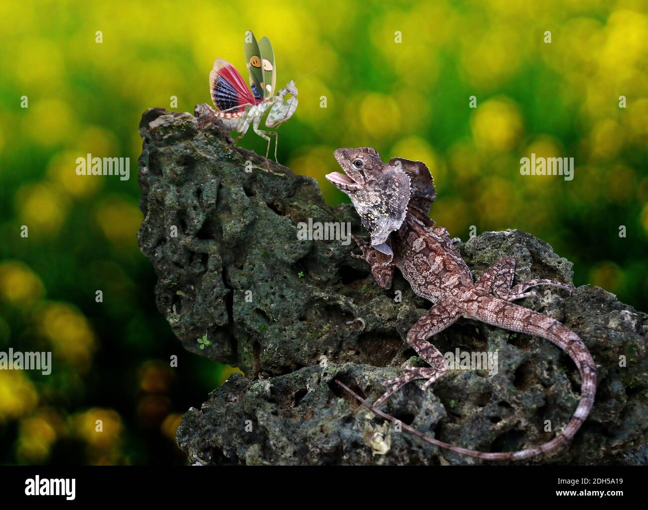 SOA payung (Chlamydosaurus kingii) sta cercando di catturare un mantis in preghiera. Foto Stock