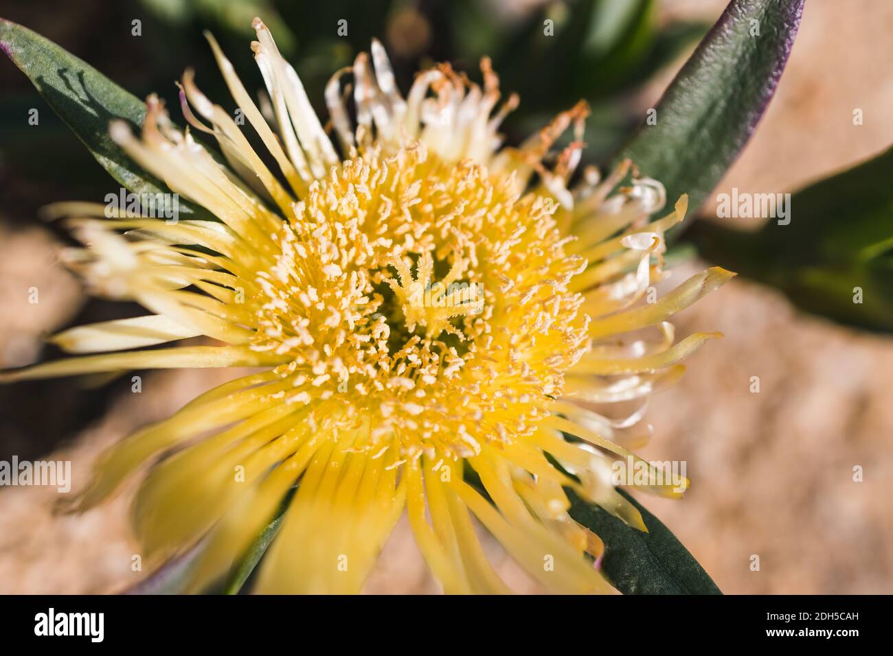 Primo piano di Carpobrotus glaucescens noto anche come Pigface pianta all'aperto nel soleggiato cortile girato a profondità di campo poco profonda Foto Stock