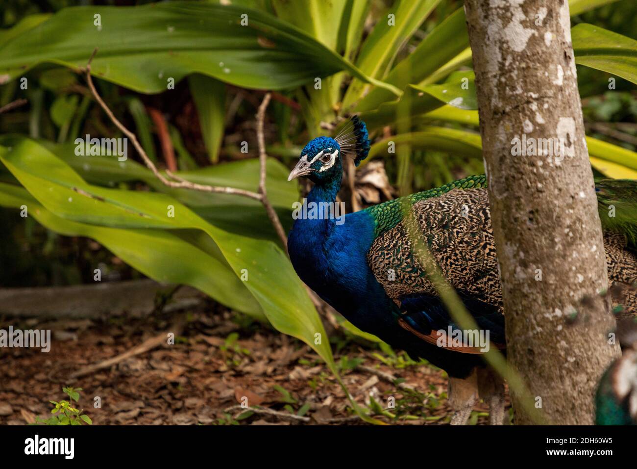 Blu di riposo maschile indiano pavone croccato pavo sul terreno tra il pennello. Foto Stock