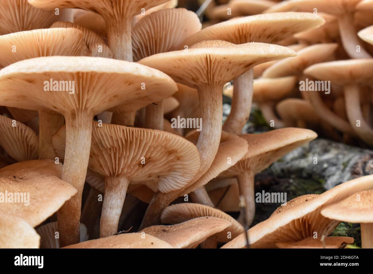 Foresta di funghi Foto Stock